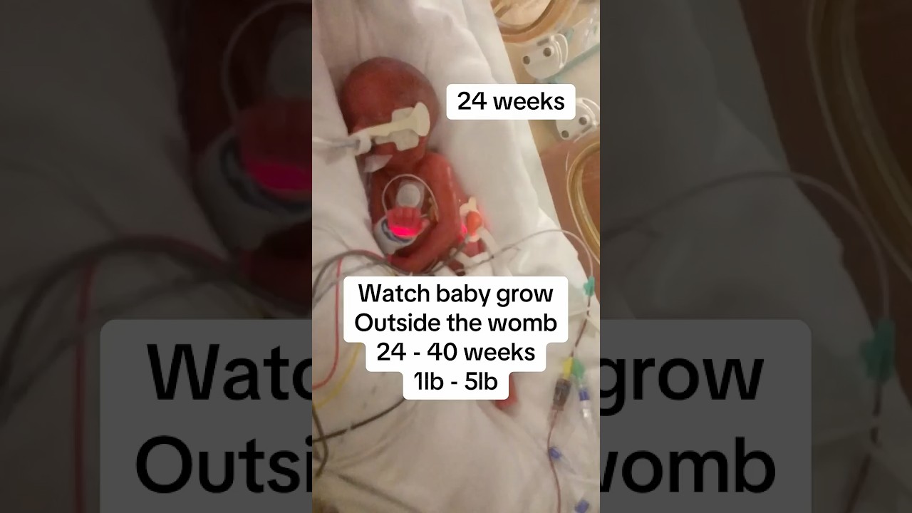 Watch baby grow outside the womb. 24 - 40 weeks. 1lb - 5lb 