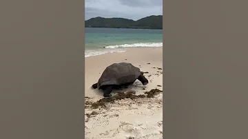 Морская черепаха на острове Кюрьоз на Сейшельских островах
