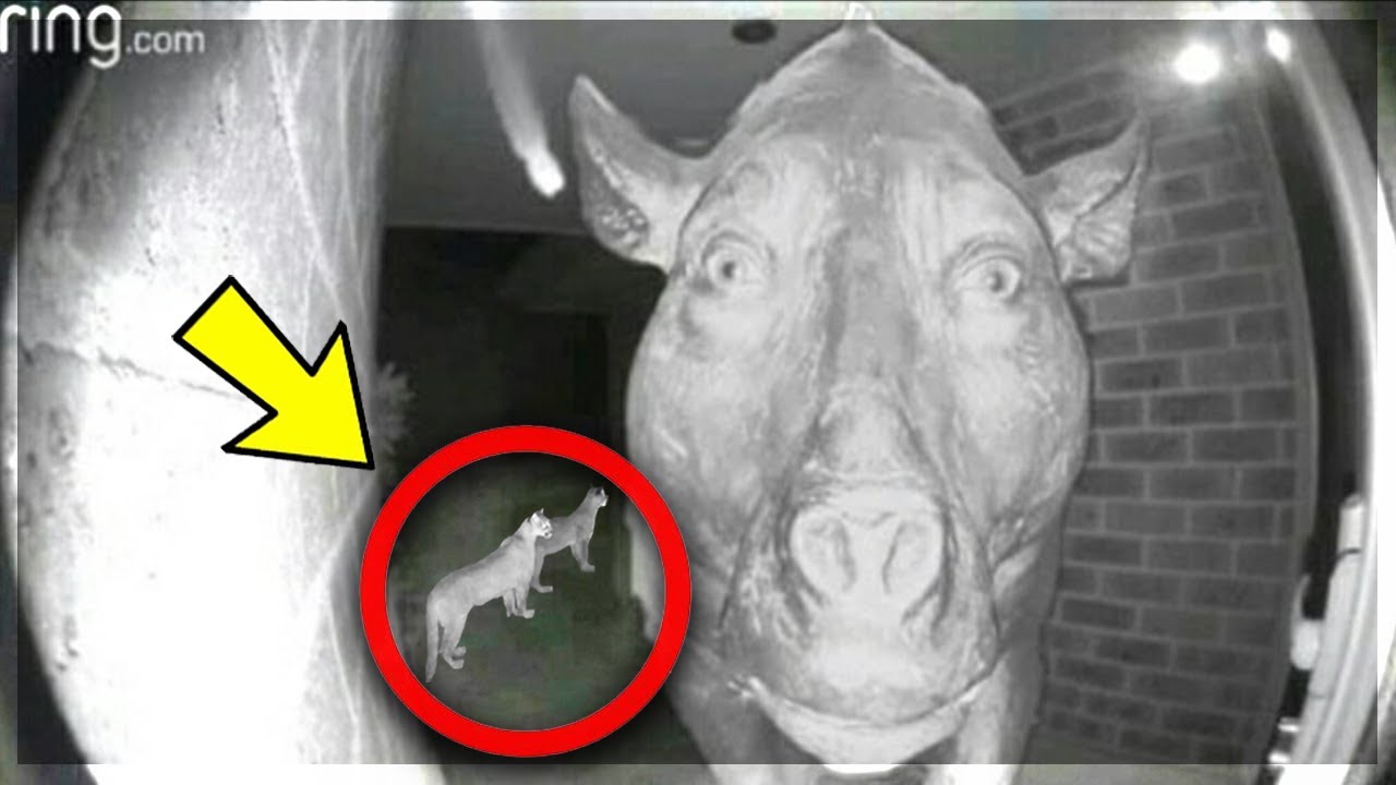 Top 5 Crazy Animal Moments Caught On Doorbell Cameras!┃SUPER FUNNY 2023
