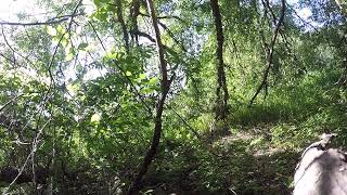 Download Lagu Marsh Warbler in Song; A Master of Imitation MP3 Download Lagu Marsh Warbler in Song; A Master of Imitation MP3
