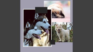 Pulsating Best Behaved Dogs