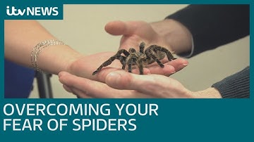 How do you overcome a fear of spiders? | ITV News