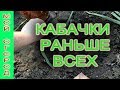 Как получить урожай кабачков раньше всех без теплицы