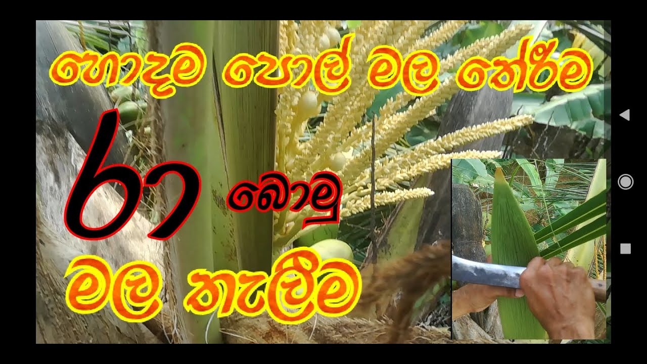 Pol Raa Sri Lankn Toddy | රා | රා නිෂ්පාදනය | coconut toddy | පොල් රා | Pol mal ...