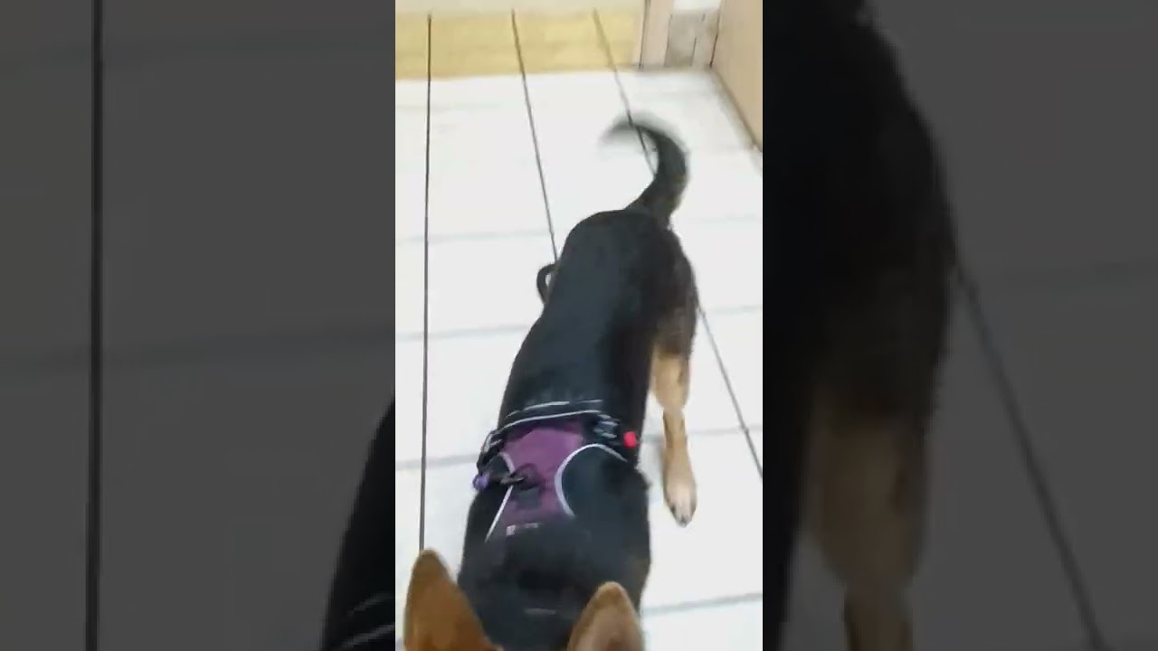 Freya hears another dog at the vet