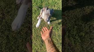 14 Week Old Puppy Knows Dap , Sit Down