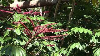 Butterfly feeding frenzy