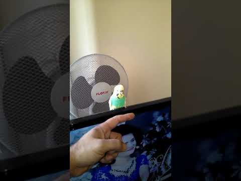 Funny parrot a little scary camera iphone 8 plus apk