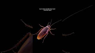 In-wall pest control... Is this for real...? 🐜