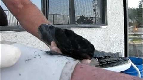 Flintknapping in Slow Motion, Abo Part 2