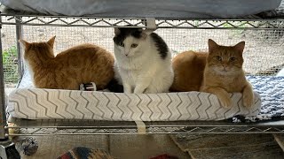 Visitors in our feral cat sanctuary