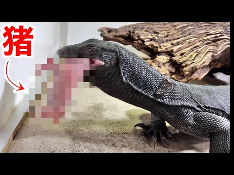 Monitor lizard swallows a baby wild boar whole