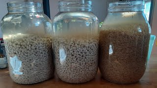 WHY soak & ferment?! | nuts, seeds, rice, and legumes