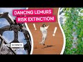 Meet europes first dancing lemur  twig science reporter