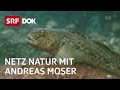 Stimme für die Fische | NETZ NATUR mit Andreas Moser | Doku | SRF Dok