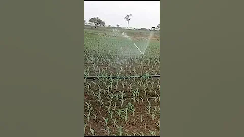 "Unlocking the Secrets of Maize: Exploring Drips and Growth Patterns" #explore  #incredible