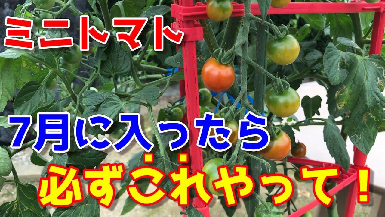 とまとリン様 7月分 果菜類,トマト,ミニトマト,7月まき | 小林種苗公式通販