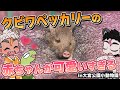【可愛すぎる】イノシシみたいな動物、クビワペッカリーの赤ちゃんを見に行ったぜ【大宮公園小動物園】#Vtuber #動物 #赤ちゃん
