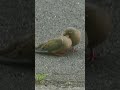 Dove Love