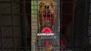 This Machine Will Make Your Heart Stopliterally