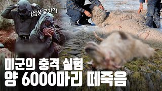 오로지 '양'만 죽었다! 6000마리의 양이 한순간에 떼죽음을 당한 충격적인 이유 [지식의 발견]