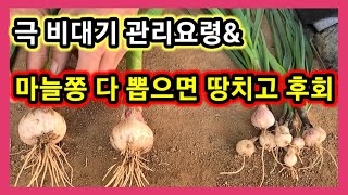 마늘쫑 다뽑으면 땅치고 후회 & 극비대기 관리요령~ 주아,도아 솔림농원텃밭