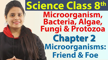 Microorganism, Bacteria, Algae, Fungi & Protozoa - Chapter 2 - Microorganisms: Friend and Foe, CBSE