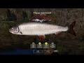 Хариус на Белой, на что клюет сейчас? Игра Русская Рыбалка 4 (РР4)