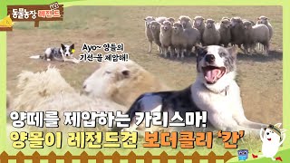 [TV 동물농장 레전드/SUB] 😎Ayo~ 양들의 기-썬을 제압해! 양몰이 레전드견 보더콜리 ‘칸’  #TV동물농장 #Animal Farm #SBSstory