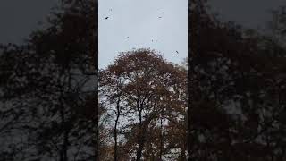 #Fall foliage falling #Autumn in Korea #Autumnfallfall #fallfallfalling sound