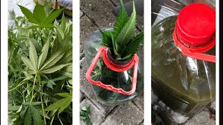Extrem Entlaubing / Cannabis-Jauche machen / neue Abluft / neuer Filter #primaklima