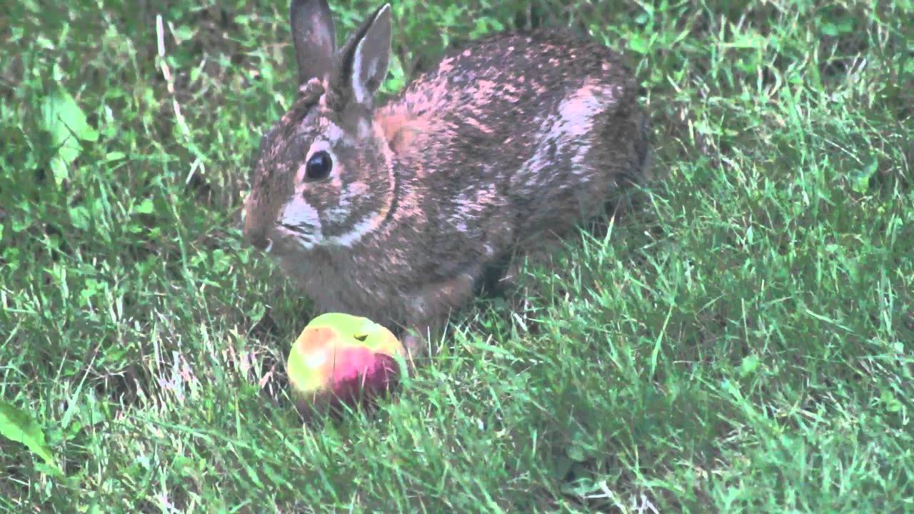 Bunny eating apple YouTube
