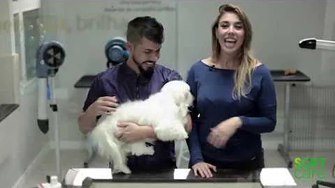 Pode dar banho em cachorro com dermatite?