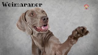 Il Weimaraner Il Tedesco by Fidotutorial 2,927 views 1 year ago 5 minutes, 49 seconds