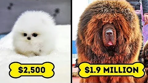 ¿Cuál es el perro más caro?
