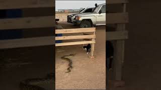 Big Python Attack On Black Cat