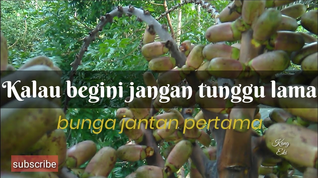 Bunga Pertama terlambat potong