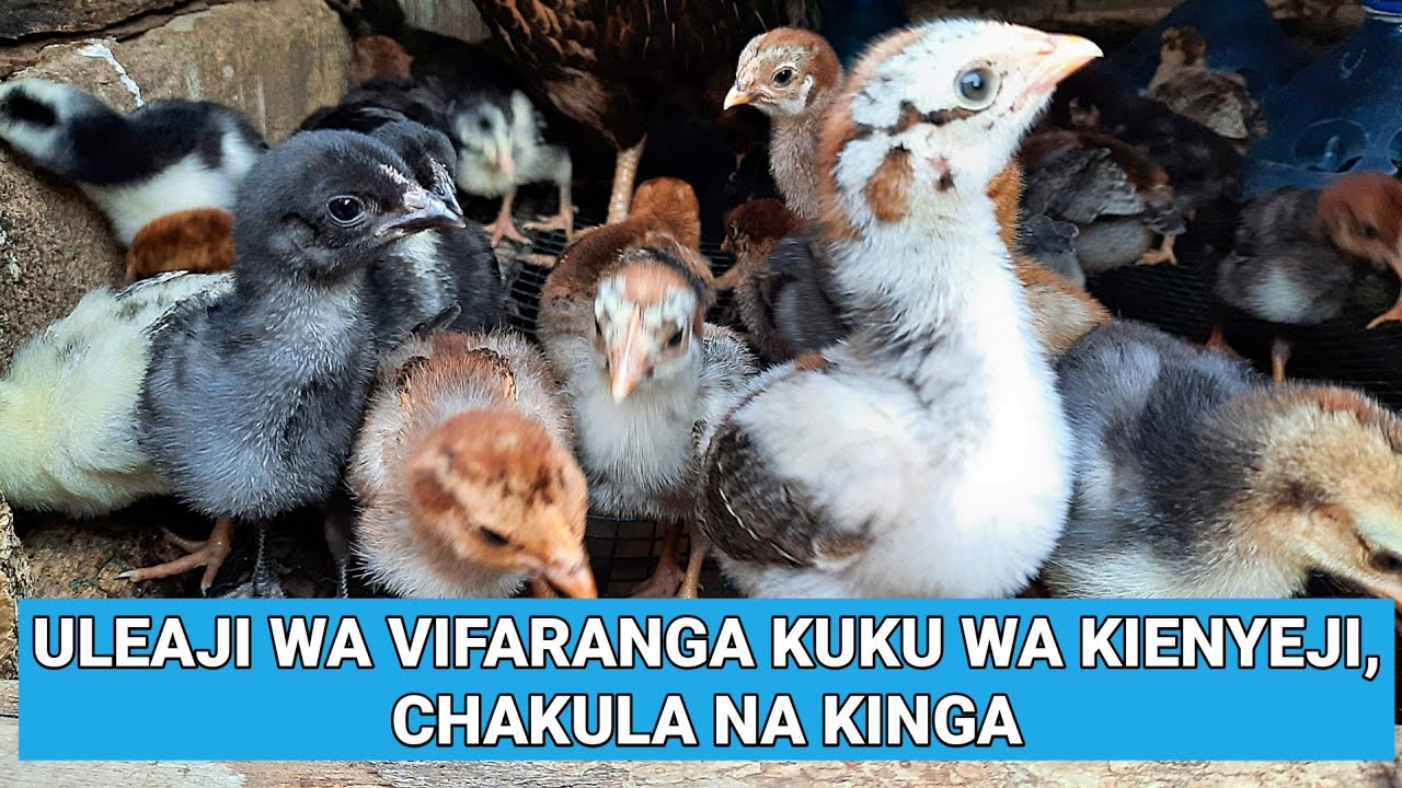 Download Uleaji wa Vifaranga wa Kienyeji - Usafi, Chakula na Kinga