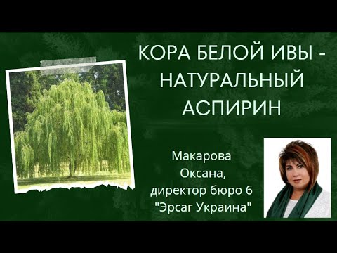 Кора белой ивы - натуральный аспирин. Макарова Оксана, директор бюро 6 ...