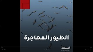 طيور مهاجرة في الأردن