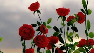 Gus Baha - Haji Mabrur kok Diragunakan