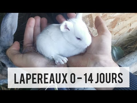 Vidéo: Comment chauffer un clapier