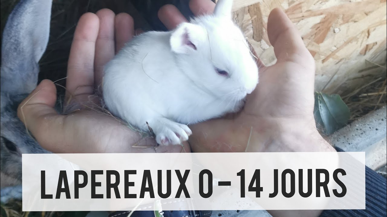 Preparation De La Mise Bas Chez La Lapine Youtube