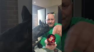 “Caramelle Brain HOT 🔥 (livello 5)… Wendy reagisce 🐶😳”#shorts #caramelle #hot #piccante #wendy #dog