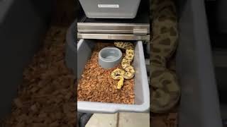 This guy was Hungry...