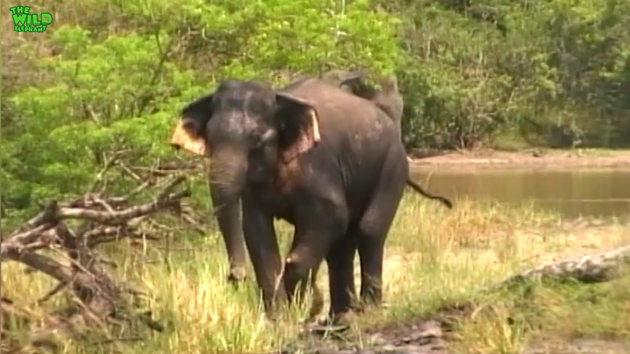 elephas maximus linnaeus An elephant caught up in a land mine saved by brave army men and villagers