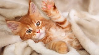 24 Hours Relaxing Music for Cats  Music to Relax Cats, Stress Relief, Peaceful Piano Music