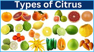 Types Of Citrus Fruits Explore 80 Different Citrus Varieties