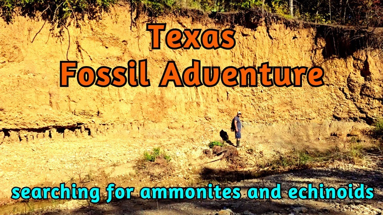 Приключения в Техасе: поиск окаменелостей — поиск аммонитов и морских ежей.