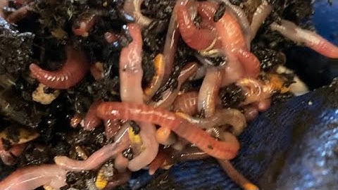 Composting with Craig Ep. 90: Let’s Play Worms Shall We